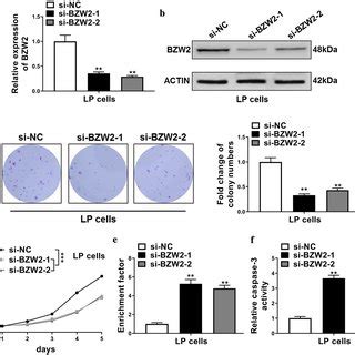 Knockdown Of Bzw Inhibited Cell Proliferation And Promoted Cell