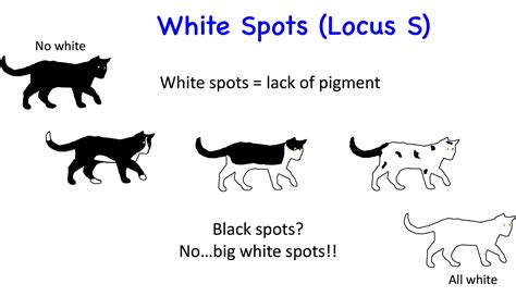 Cat Genetics 2.0: Colours | Laboratoire de génétique vétérinaire