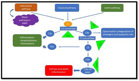 Age Related Macular Degeneration And The Complement System