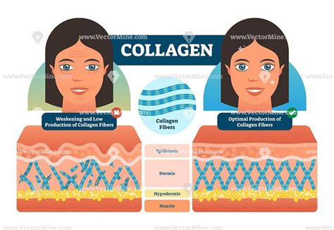 Collagen Biological Layered Vector Illustration Diagram Collagen