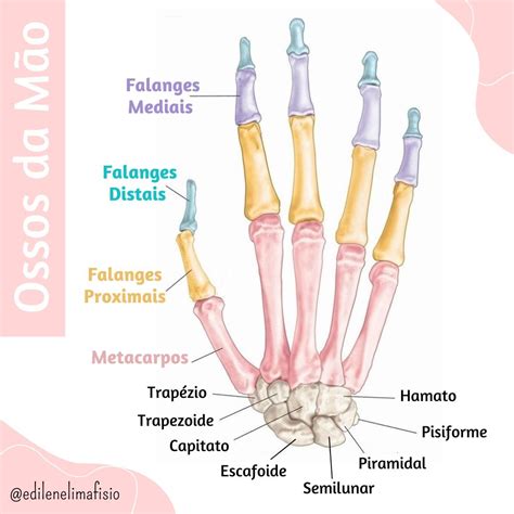 Ossos Da M O Como Estudar Anatomia Corpo Humano Educa O Fisica