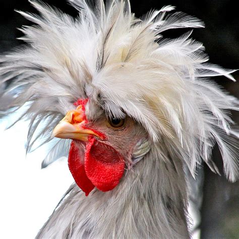 White Crested Blue Polish Cockerel Photograph By Karon Melillo DeVega