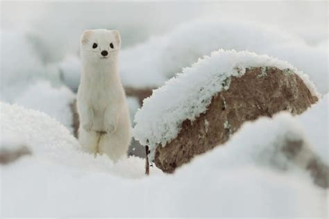 Stoat - A-Z Animals