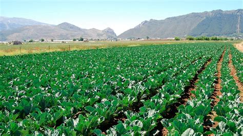 Descubre D Nde Se Cultiva El Coliflor En Argentina Y Aprovecha Sus