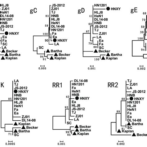 Phylogenetic Trees Based On Gb Gc Gd Ge Tk Rr1 And Rr2 Genes