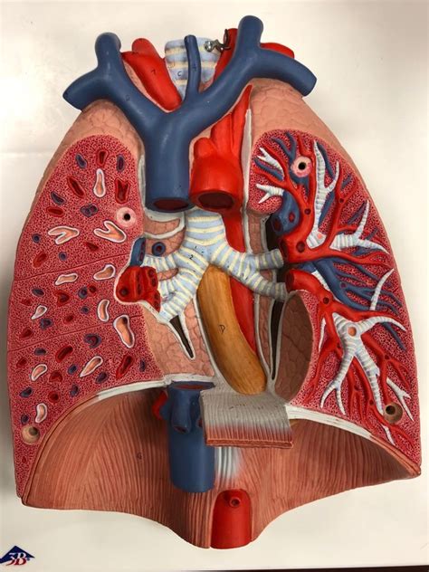 LUNGS Diagram | Quizlet