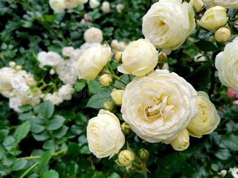 White Rose Bush in a Garden Stock Photo - Image of erica, heather: 190569596