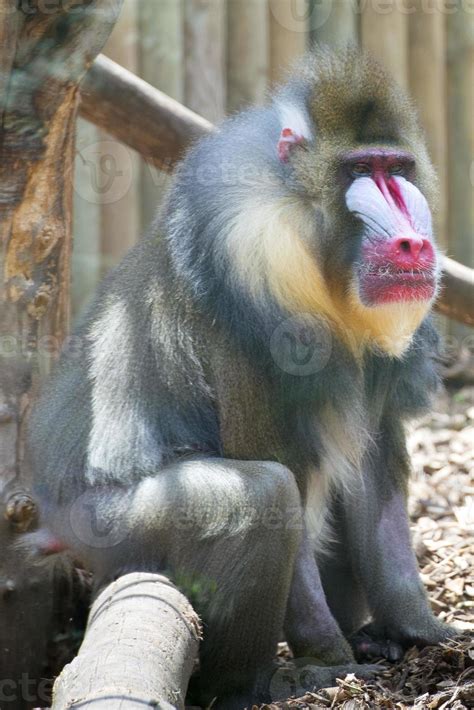 Isolated Mandrill Monkey portrait 20419967 Stock Photo at Vecteezy