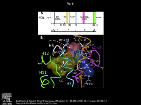 Vitamin D Receptor Vdr Mediated Actions Of 1α 25 Oh 2vitamin D3