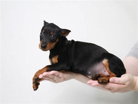 Miniature Pinscher-DOG-Male-Black / Rust-3796939-My Next Puppy