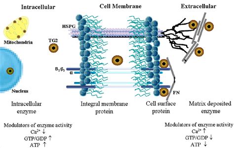 Figure 2 From Tissue Transglutaminase Tg2 A Wound Response Enzyme