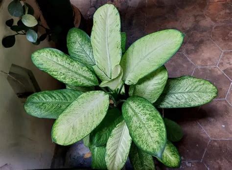 20 Different Dieffenbachia Varieties Plantglossary