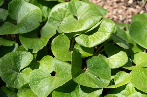 树叶 叶子 植物 Pixabay上的免费照片 Pixabay