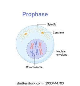 25+ Prophase Diagram Labeled - AliyahNuala