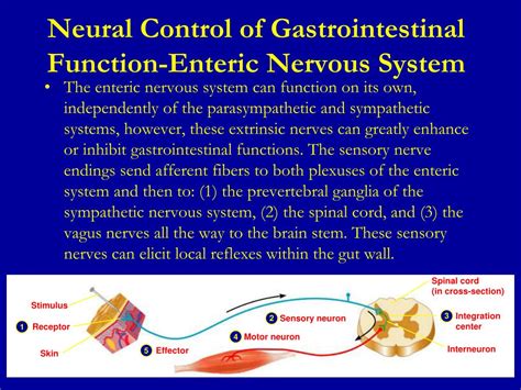 Ppt Lecture Gastrointestinal Physiology Powerpoint Presentation