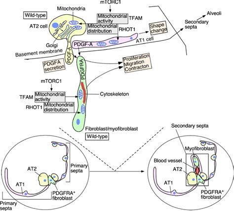 A Model Of Regulating Alveolar Formation Through Mitochondrial Activity