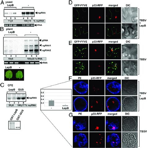 Expression Of The Legionella Lepb Effector Inhibits Tbsv Replication In