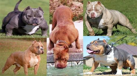 Los 5 Tipos De American Bully Incrieble YouTube