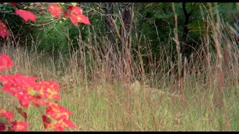 Watch VM Hairy Stockings Vintage Porn SpankBang