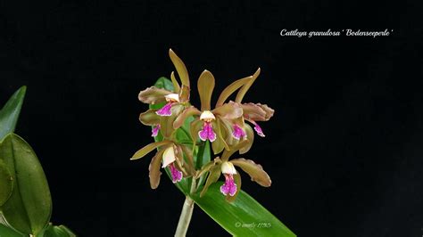 Cattleya Granulosa Bodenseeperle BM B D O G 2016 Flickr