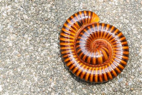 Closeup millipede stock photo. Image of animal, arthropod - 25257758