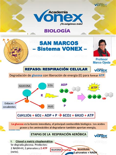 Ciclo Celular Mitosis Descargar Gratis Pdf Mitosis Trifosfato De Adenosina