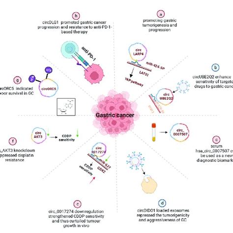 Functional Roles Of Circrnas In Gc A Circrnas Promoting Gastric Download Scientific Diagram