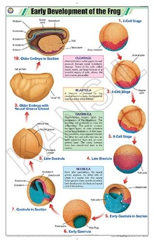 Early Development Of The Frog Chart Dimensions 58 A 90 Centimeter Cm At Best Price In New