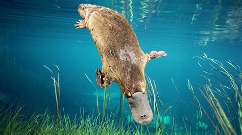 The Secrets Of The Platypus Discovery English Subtitles Youtube