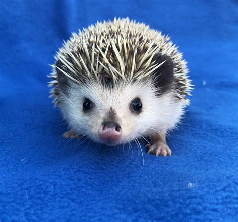 How To Care For Hedgehog Babies