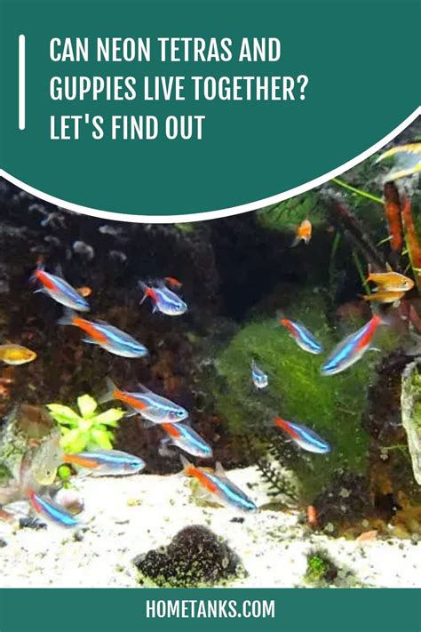 Can Neon Tetras And Guppies Live Together Let S Find Out Neon Tetra