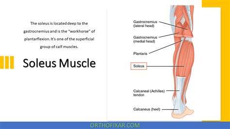 Soleus Muscle Anatomy Function OrthoFixar 2025