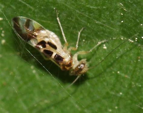 Graphopsocus Cruciatus BugGuide Net