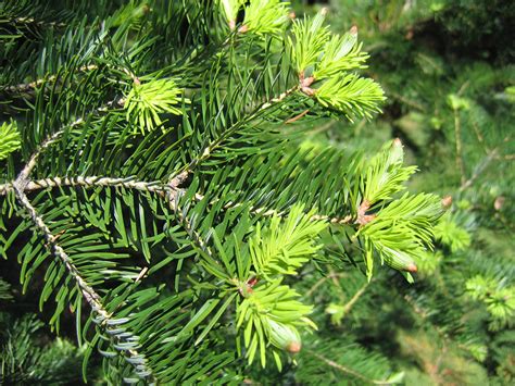 Пихта цельнолистная (Abies holophylla)
