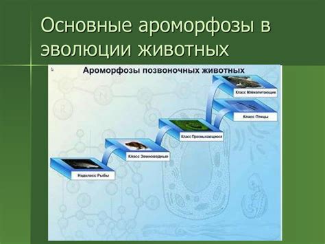 Ароморфозы у животных - презентация онлайн