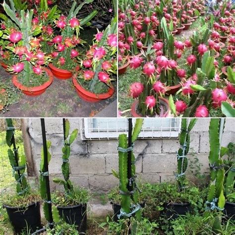 Growing Dragon Fruit In Pots Containers Backyards 3 In 2024 How To Grow Dragon Fruit Dragon