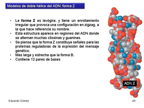 Cidos Nucleicos Eduardo Gmez 1 Concepto Los Cidos