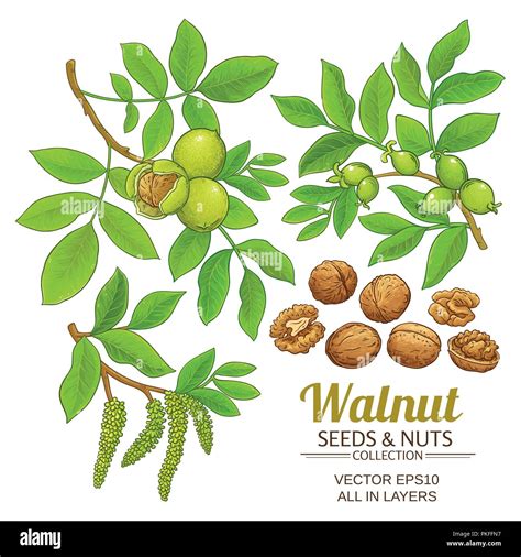 Walnut Plant Vector Set On White Background Stock Vector Image And Art