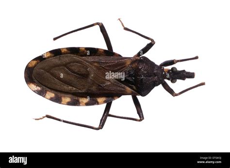 Triatoma infestans, kissing bug Stock Photo: 66749078 - Alamy