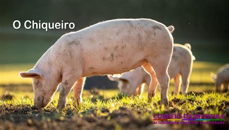 Como Se Escreve Chiqueiro - Como Se Escreve Chiqueiro - BRAINCP
