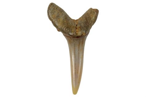 1.00" Fossil Sand Tiger Shark Tooth (Carcharias) - Angola (#259464) For ...