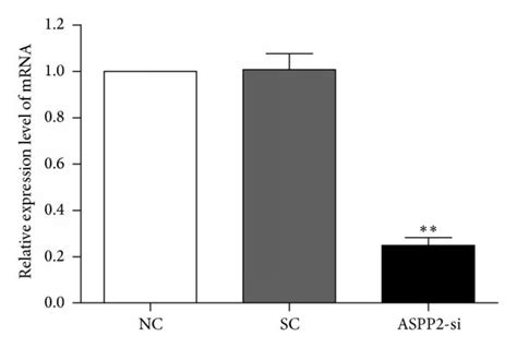 Knockdown Of Aspp With Sirna Efficiently Inhibits Aspp Expression