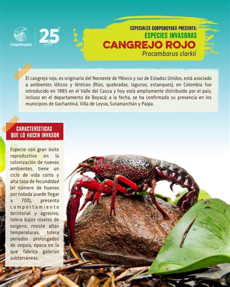 Especiales Corpoboyacá Especies invasoras Cangrejo rojo Procambarus