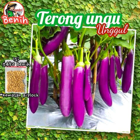 Jual 450 Benih Bibit Terong Ungu Unggul Shopee Indonesia