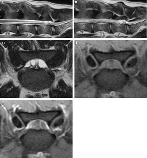 What Is Your Diagnosis In Journal Of The American Veterinary Medical