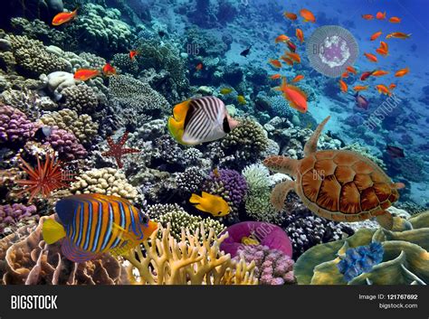 Colorful Coral Reef Image And Photo Free Trial Bigstock