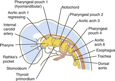 Head And Neck Basicmedical Key