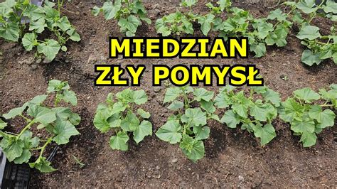 Miedzian na Pomidory i Ogórki ZŁY POMYSŁ Latem Kiedy pryskać