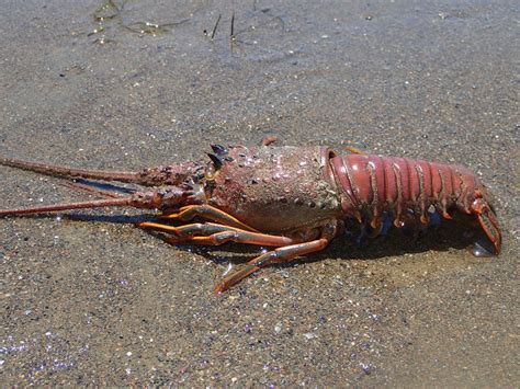 California Spiny Lobster Wildlife At Camp Emerald Bay Inaturalist