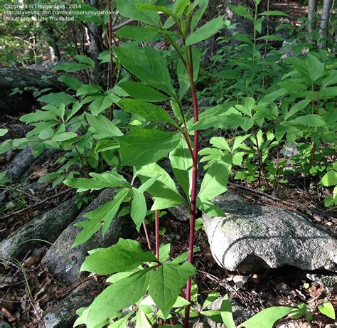 Plant Identification Woodland Plant With Red Stem 1 By Mygardens